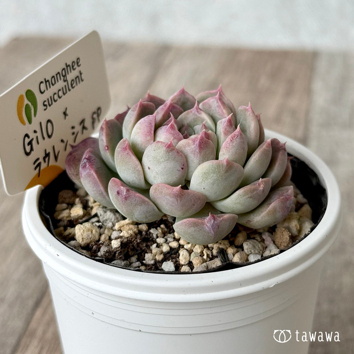 *新発売* Gilo×ラウレンシスsp2(チャンヒー農園)【tawawaハウス苗】