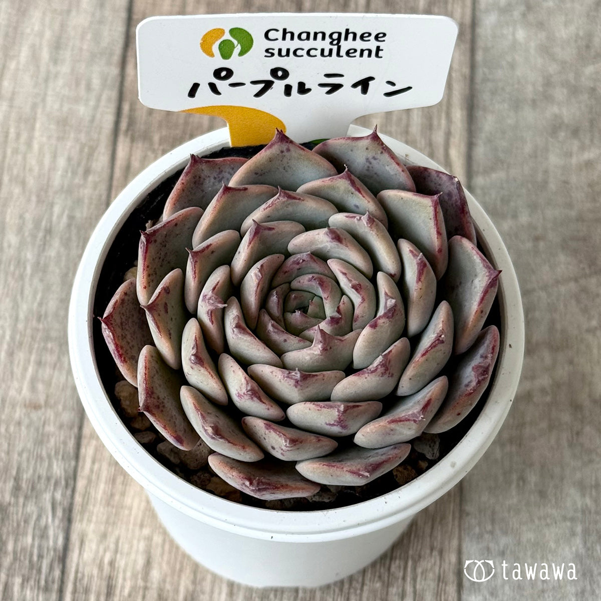 New Arrivals: Ice Green