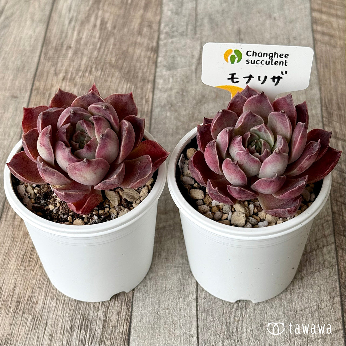 *新発売* モナリザ2(チャンヒー農園)【tawawaハウス苗】