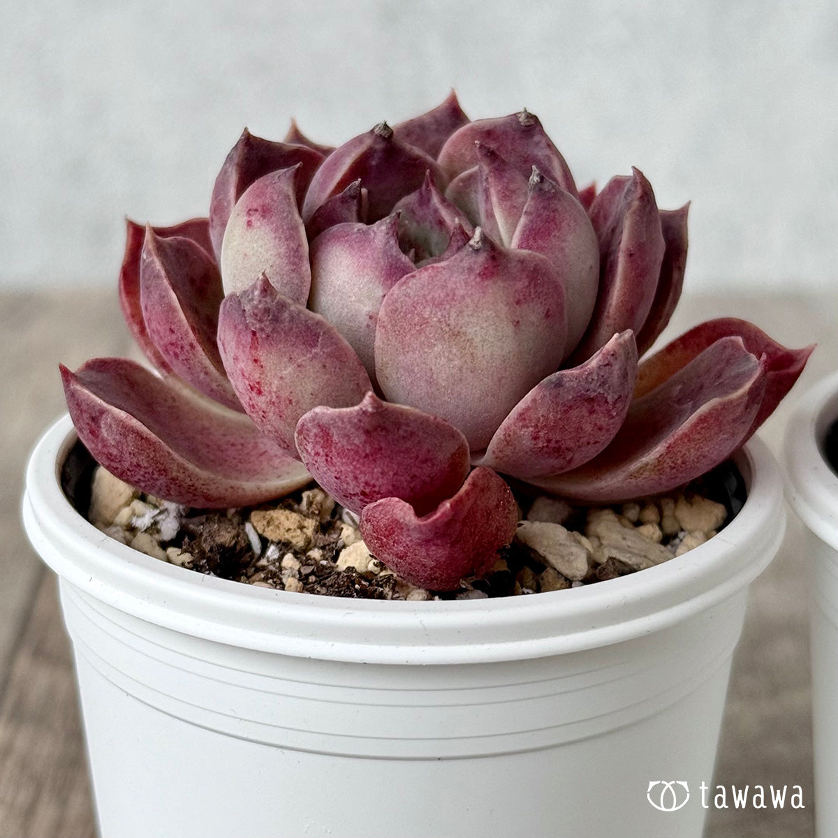 *新発売* モナリザ2(チャンヒー農園)【tawawaハウス苗】