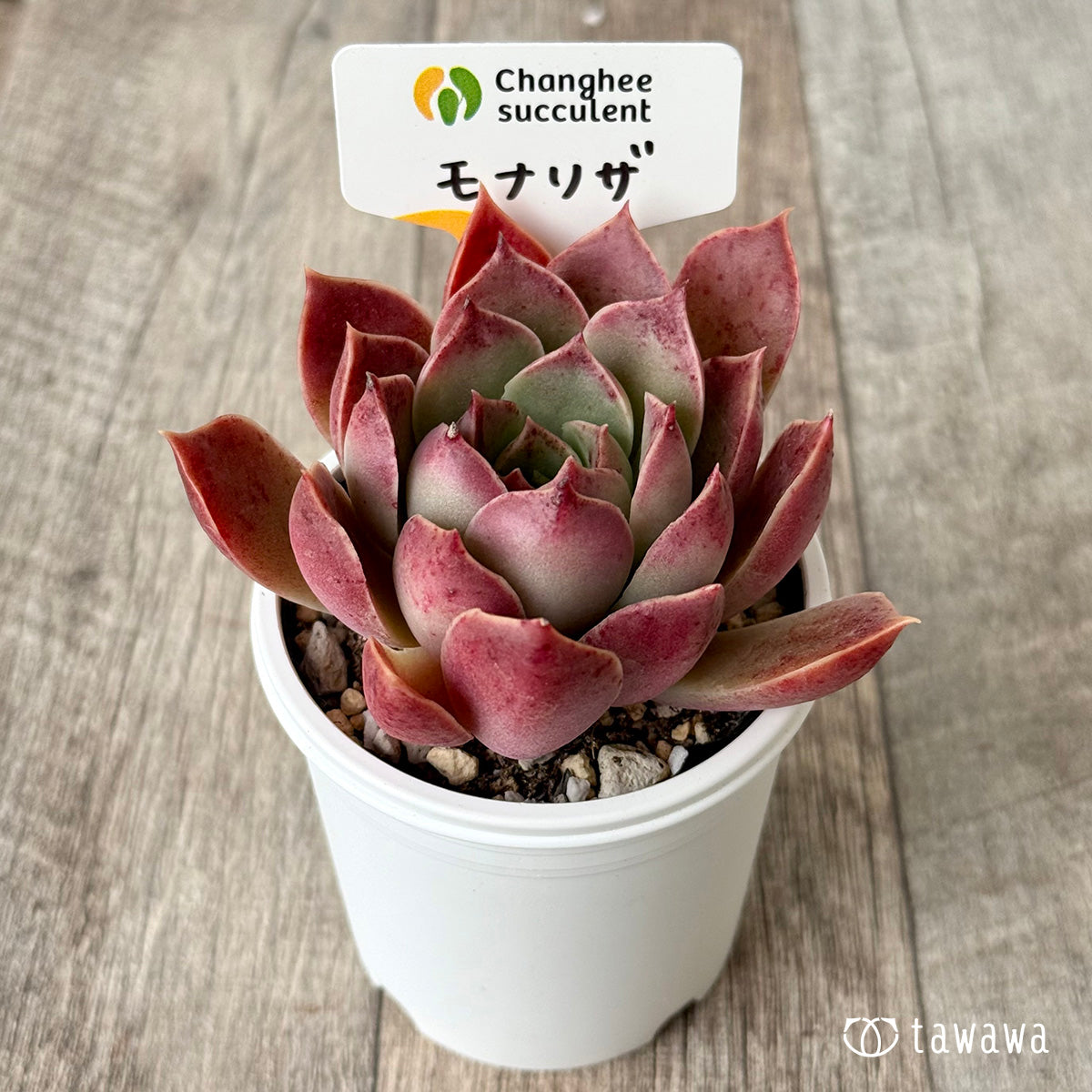 モナリザ3(チャンヒー農園)【tawawaハウス苗】