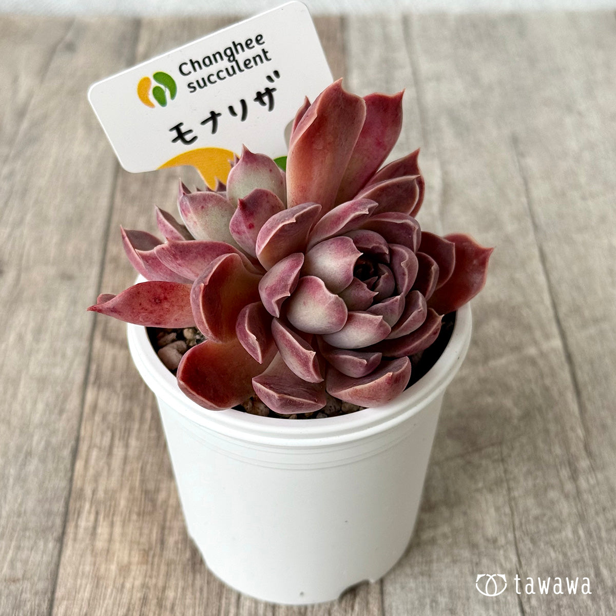 モナリザ5(チャンヒー農園)【tawawaハウス苗】