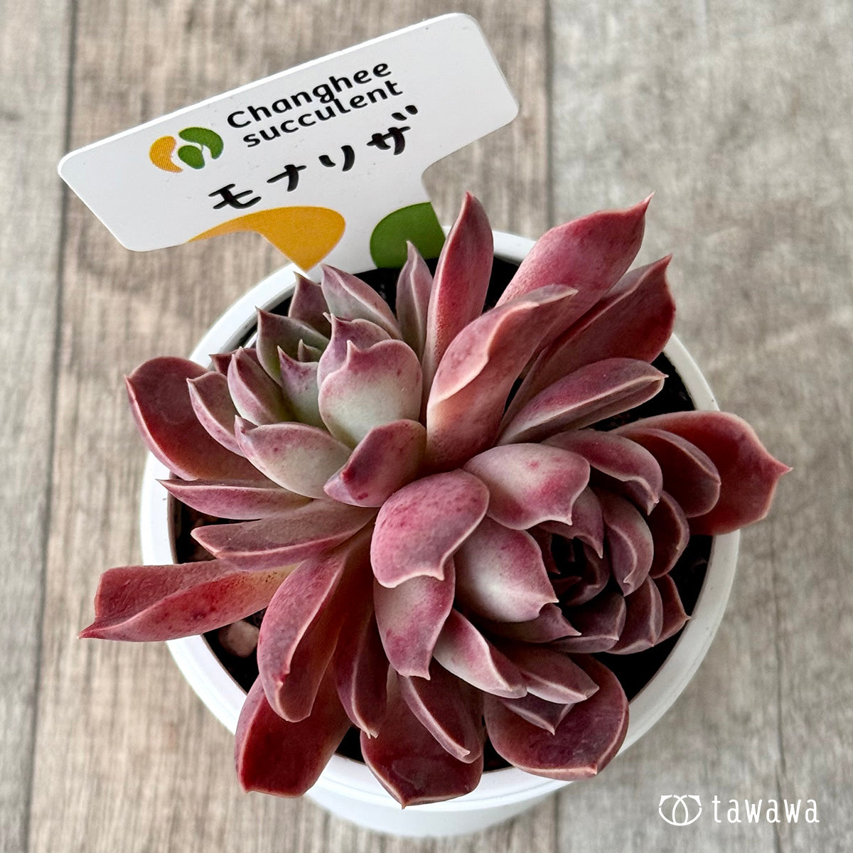 モナリザ5(チャンヒー農園)【tawawaハウス苗】