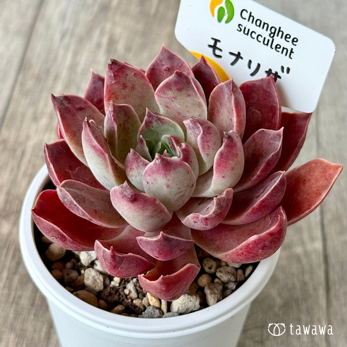 モナリザ4(チャンヒー農園)【tawawaハウス苗】