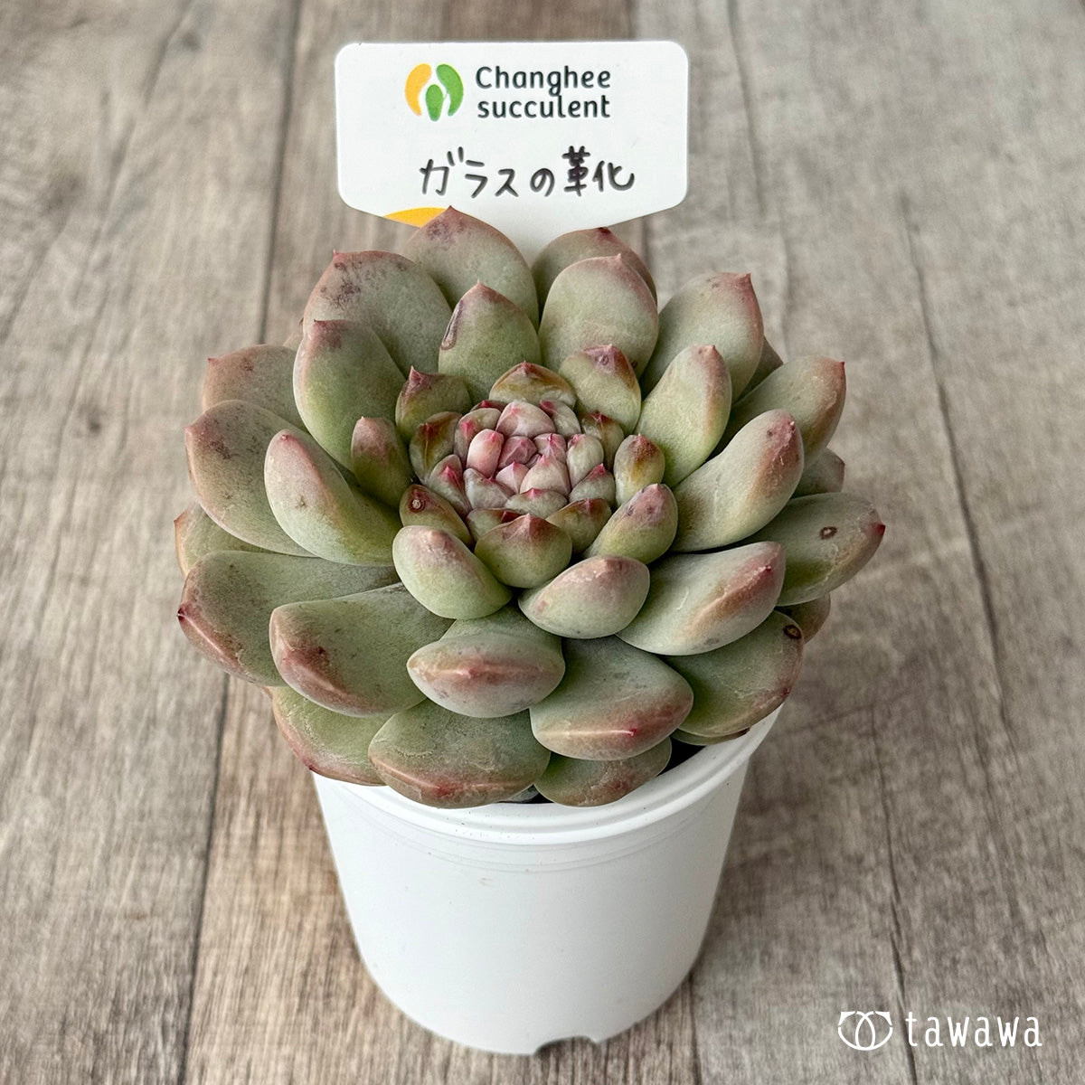 ガラスの靴(チャンヒー農園)【tawawaハウス苗】