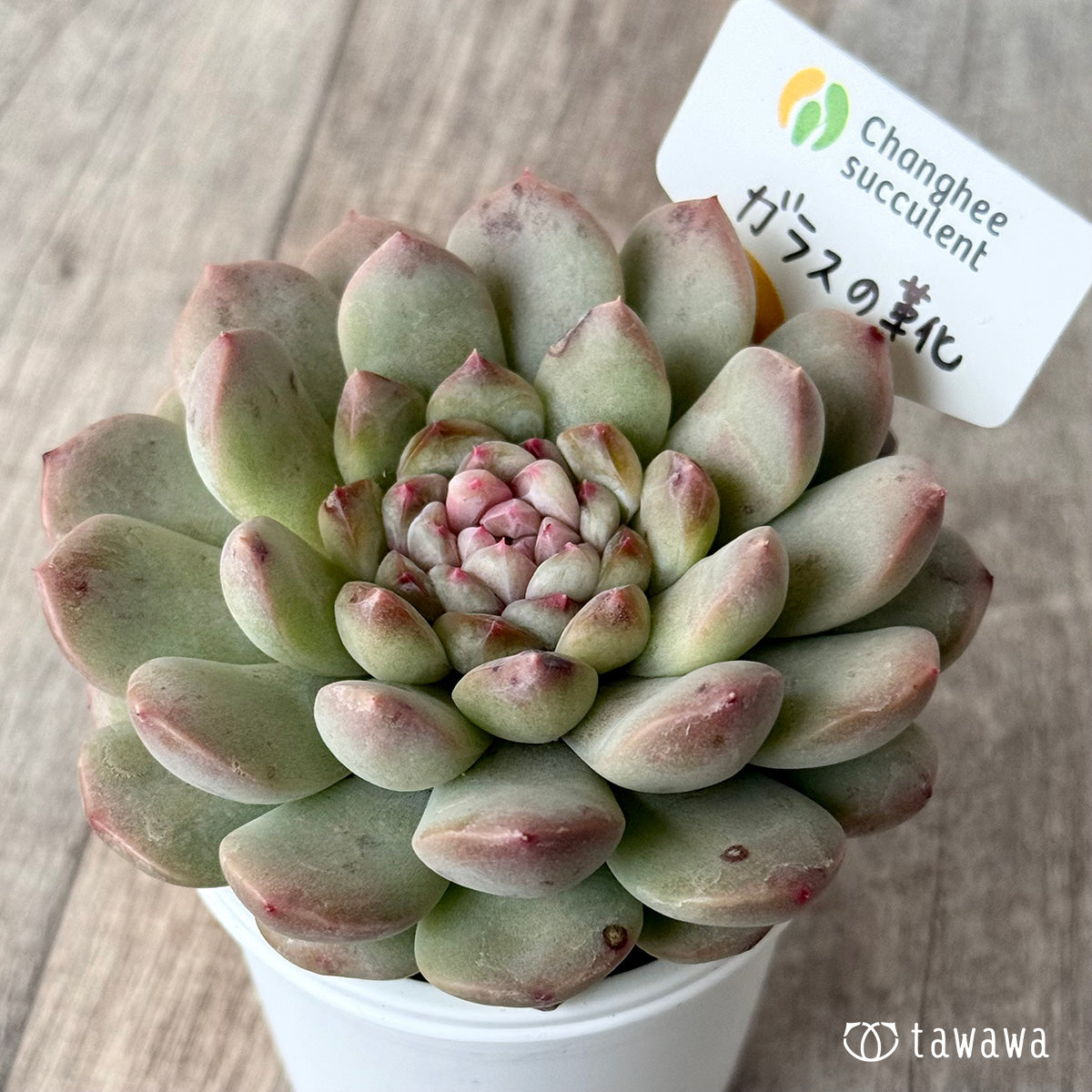 ガラスの靴(チャンヒー農園)【tawawaハウス苗】