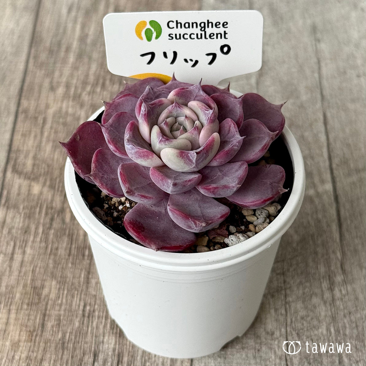 フリップ(チャンヒー農園)【tawawaハウス苗】