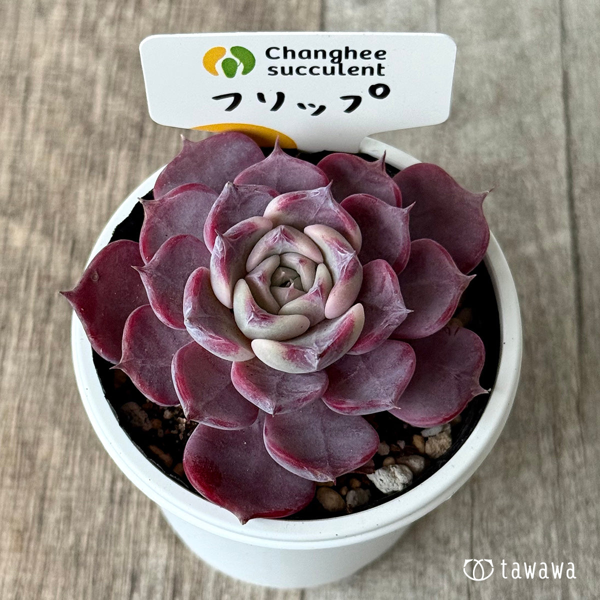 フリップ(チャンヒー農園)【tawawaハウス苗】