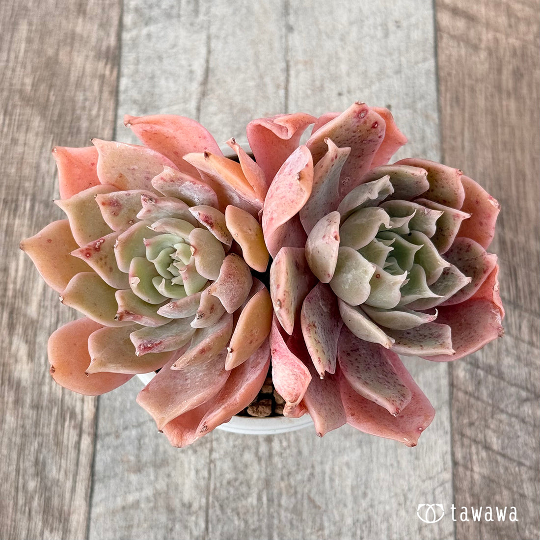 オレンジキャラメル【双頭苗】(チャンヒー農園苗)