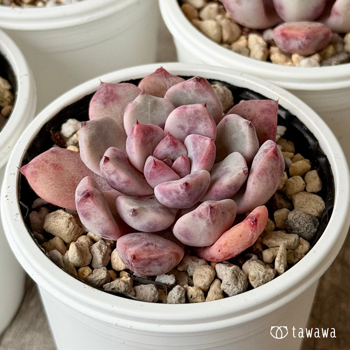 デボリューション(チャンヒー農園)【tawawaハウス苗】