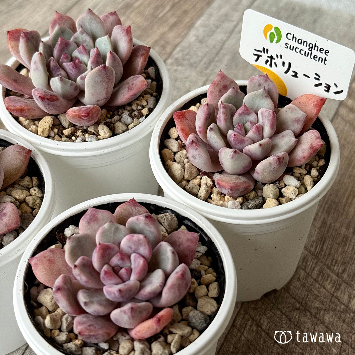 デボリューション(チャンヒー農園)【tawawaハウス苗】