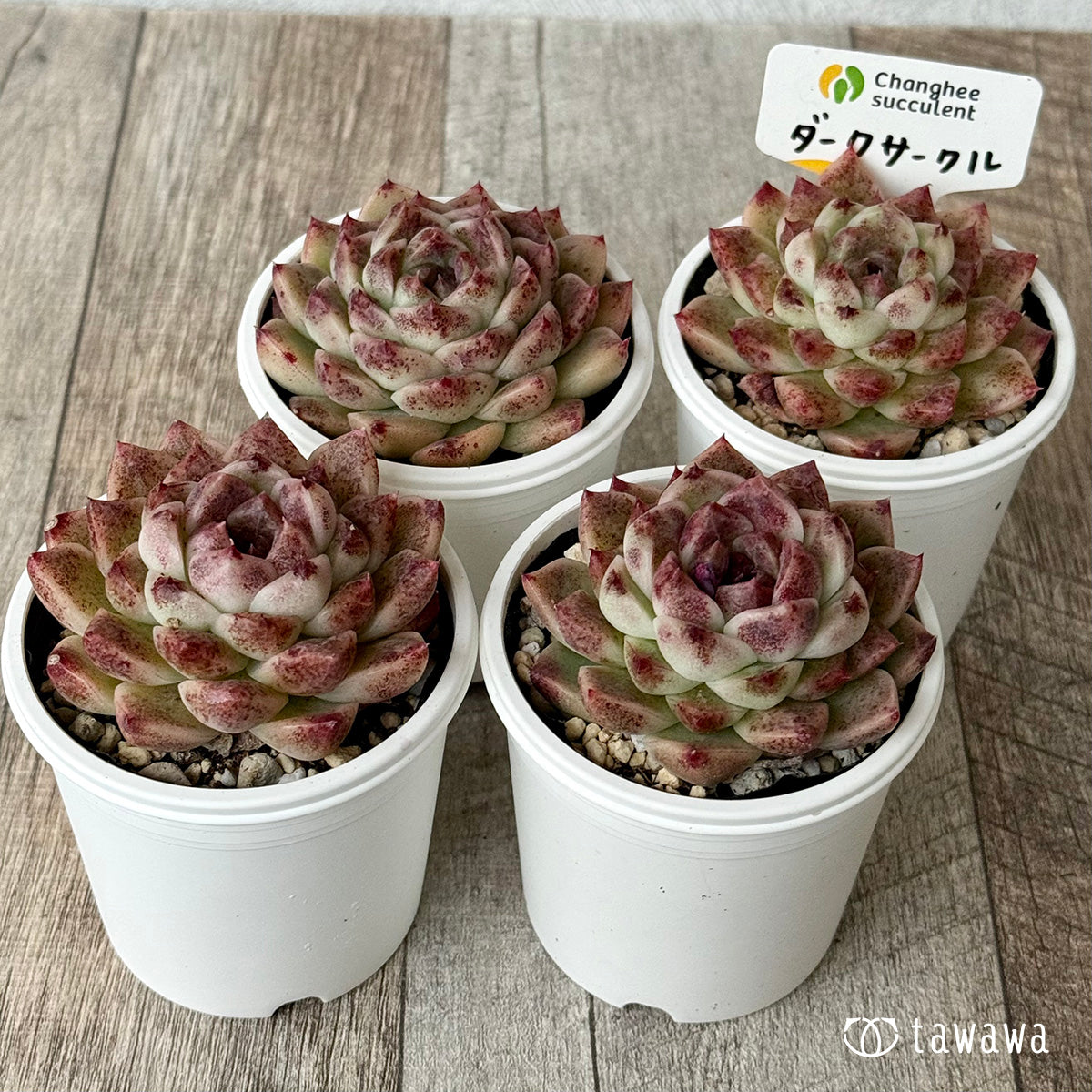 ダークサークル(チャンヒー農園)【tawawaハウス苗】