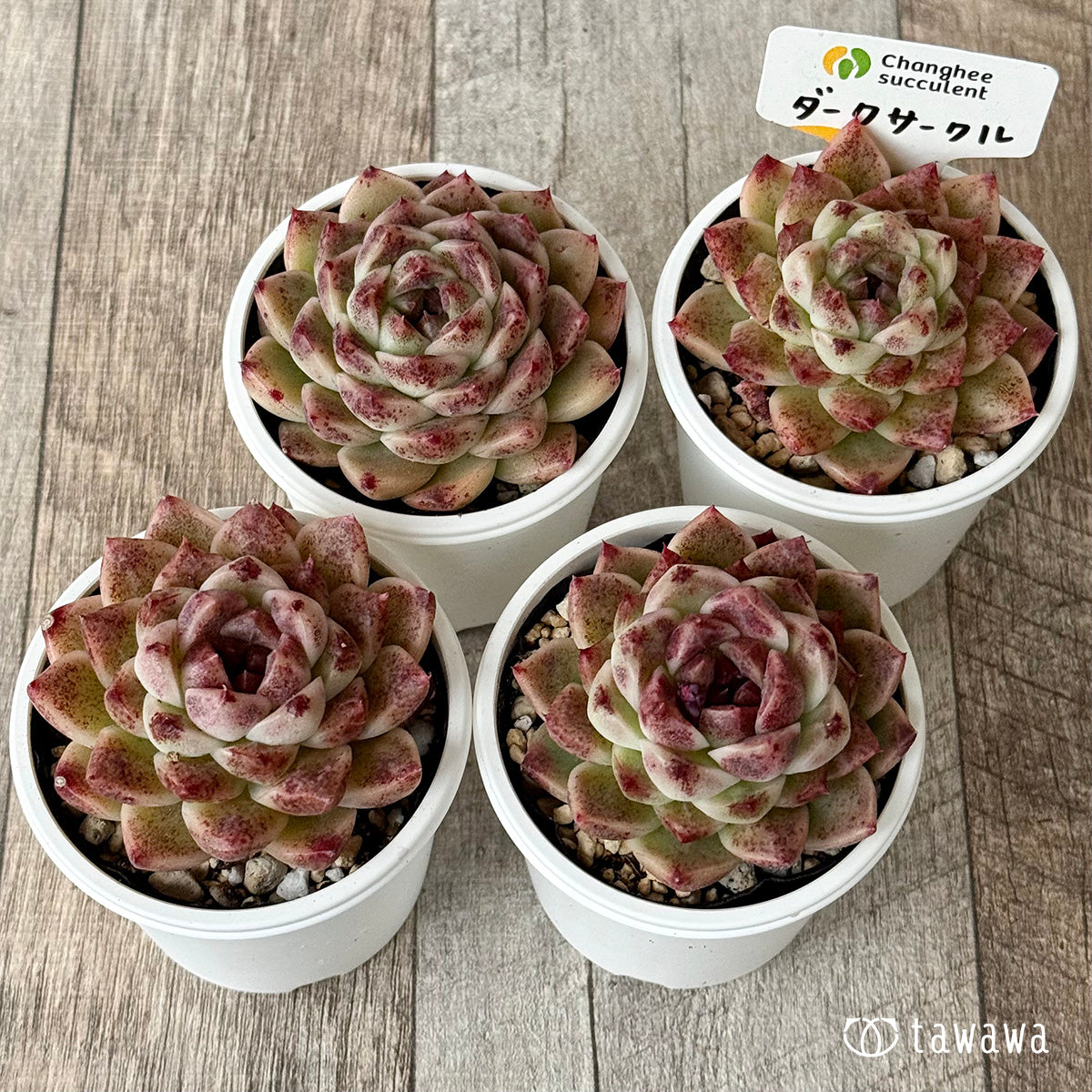 ダークサークル(チャンヒー農園)【tawawaハウス苗】