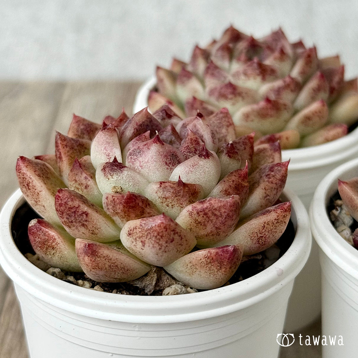 ダークサークル(チャンヒー農園)【tawawaハウス苗】