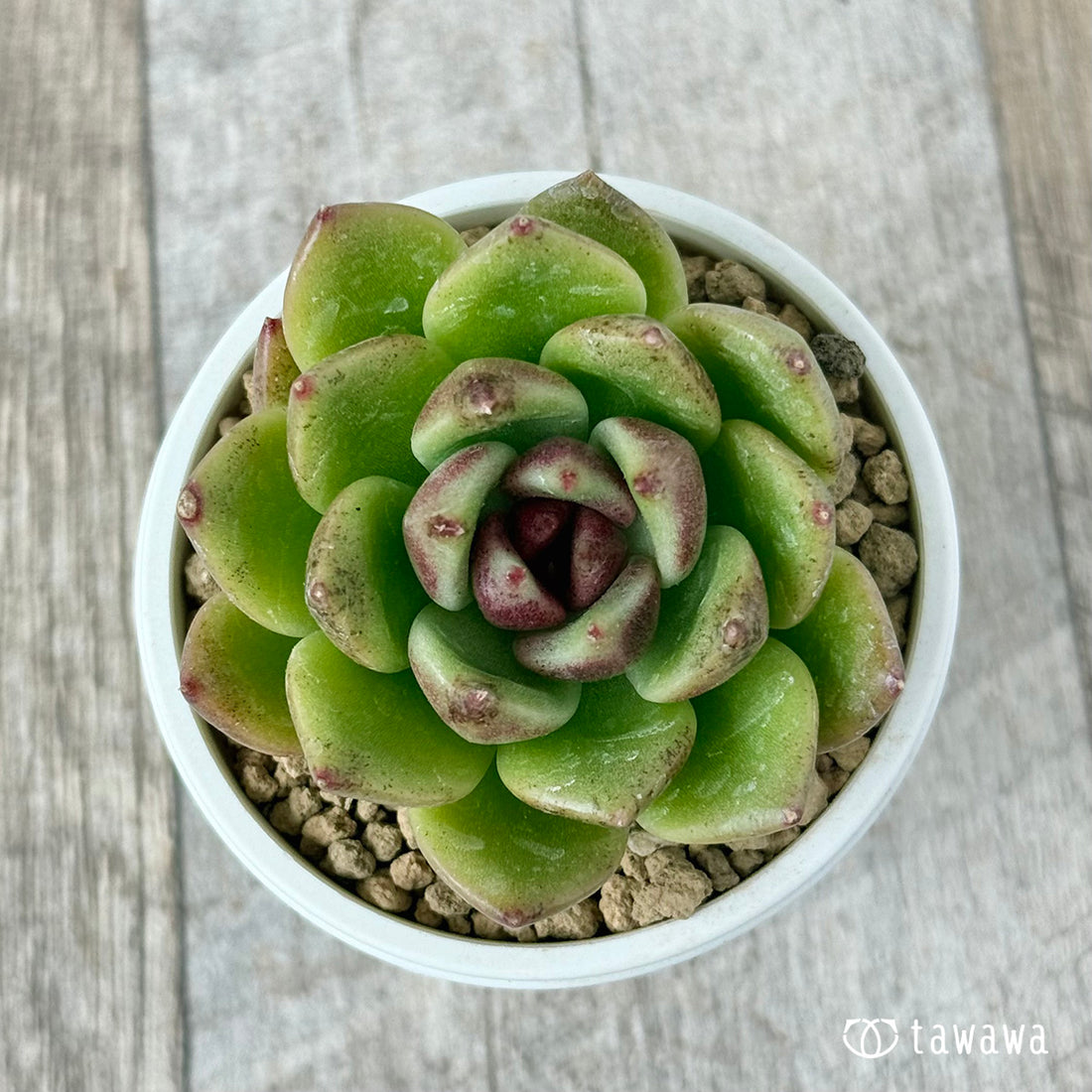 ブラックエッジ【単頭苗】(チャンヒー農園苗)