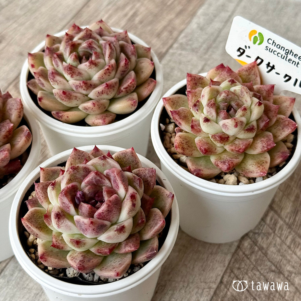 ダークサークル(チャンヒー農園)【tawawaハウス苗】