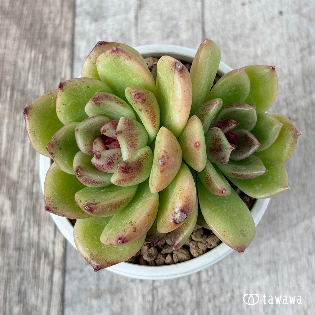 ブラックエッジ【多頭苗】(チャンヒー農園苗)