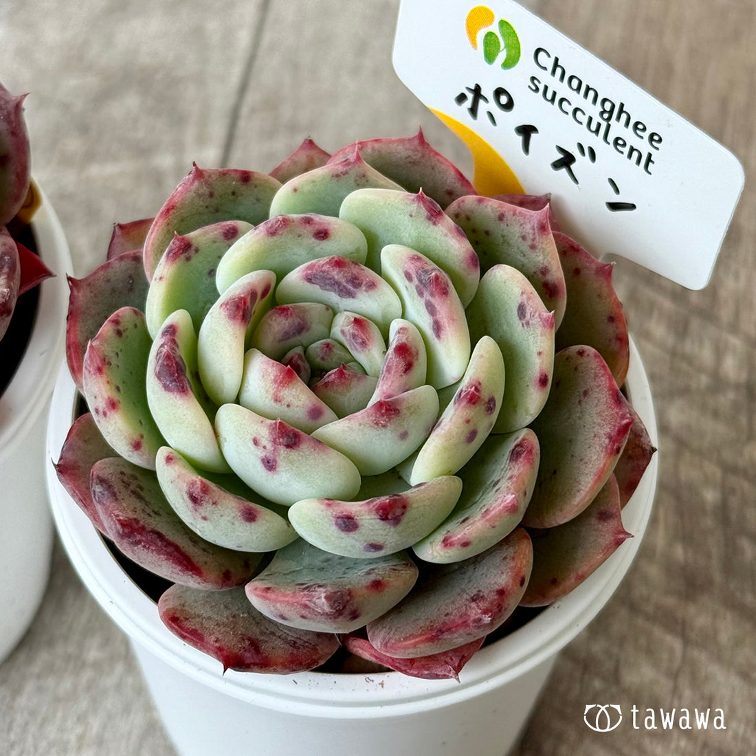 ポイズン2(チャンヒー農園)【tawawaハウス苗】