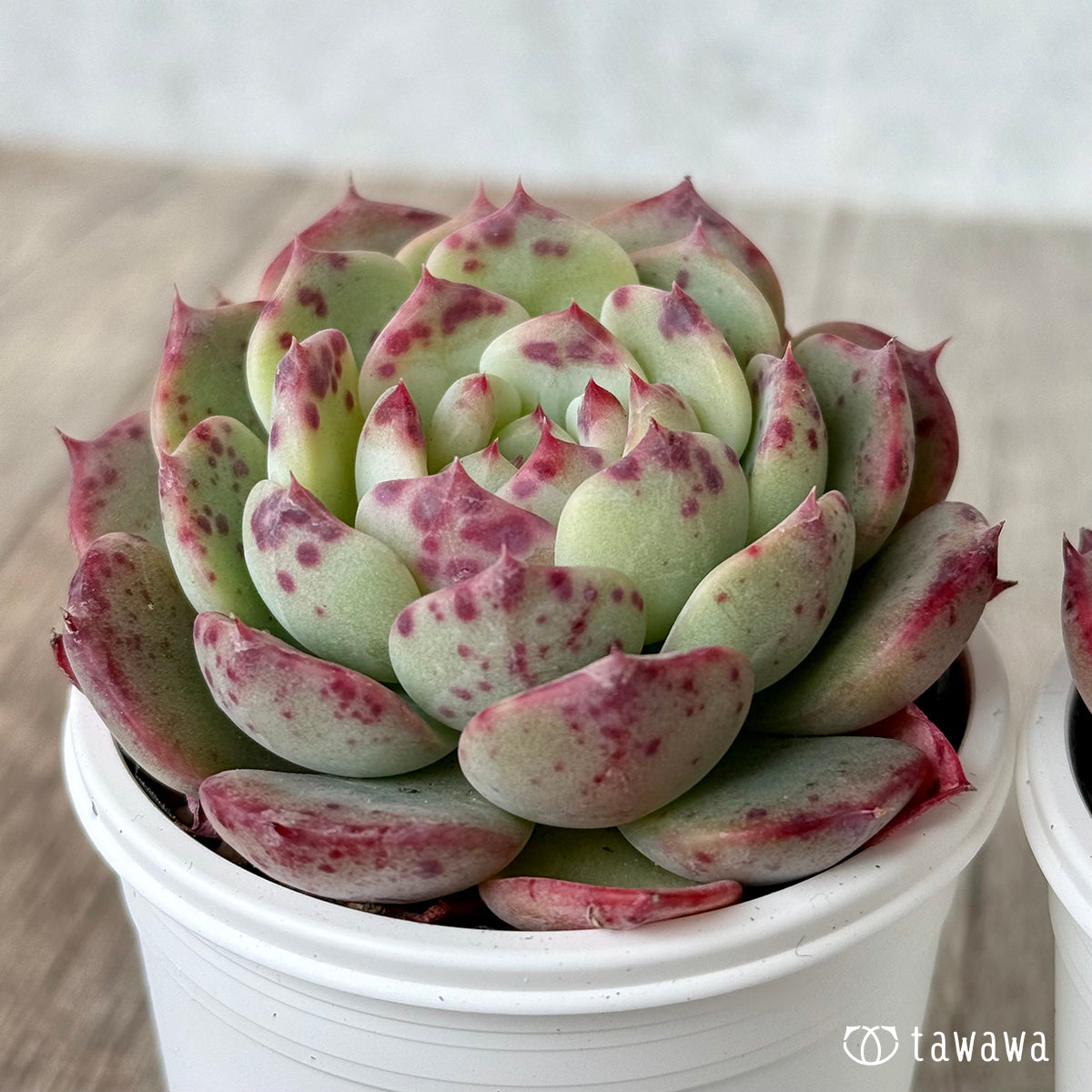 ポイズン2(チャンヒー農園)【tawawaハウス苗】