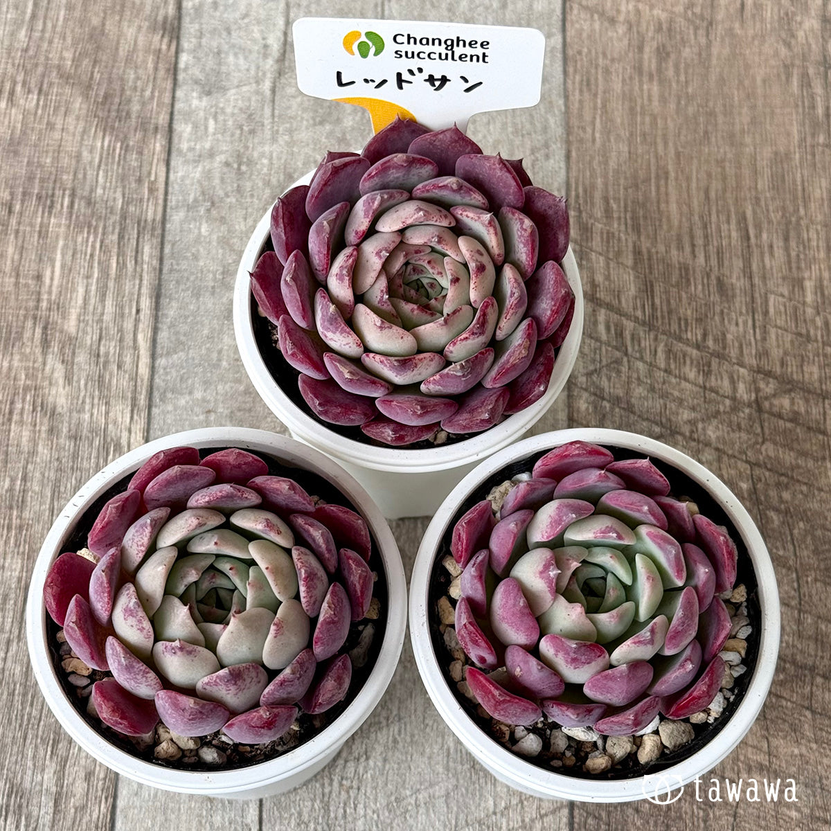 *新発売* レッドサン(チャンヒー農園)【tawawaハウス苗】