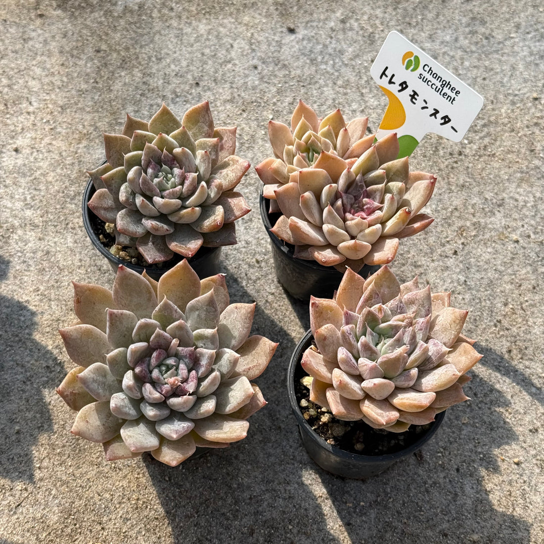 13.【ライブ】 トレタモンスター (チャンヒー農園苗)