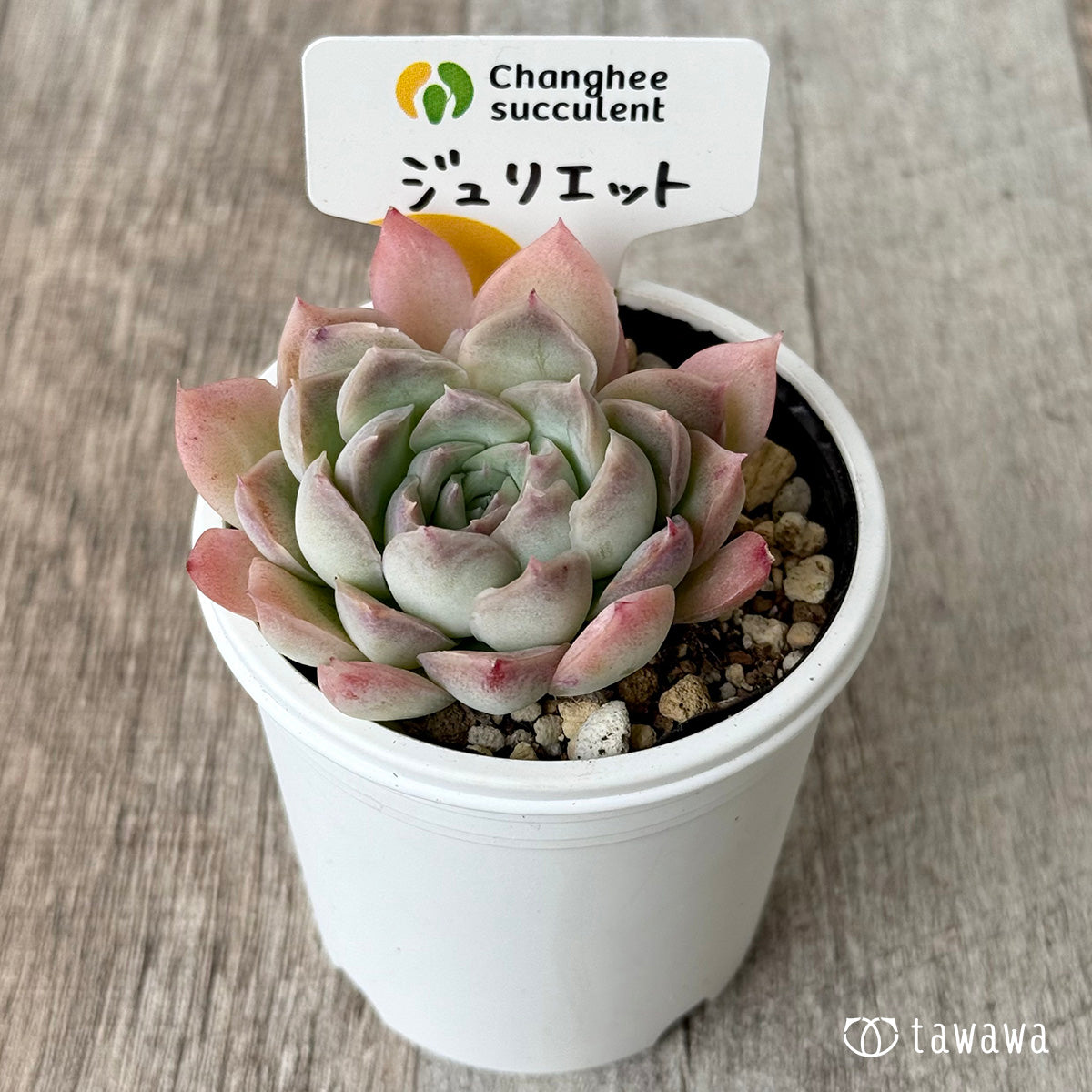 ジュリエット2(チャンヒー農園)【tawawaハウス苗】