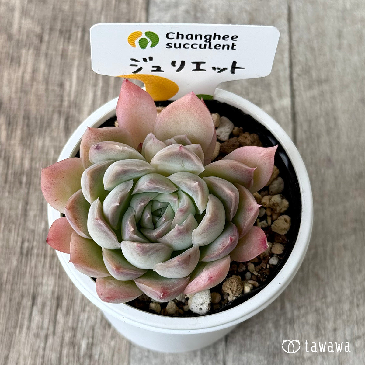 ジュリエット2(チャンヒー農園)【tawawaハウス苗】