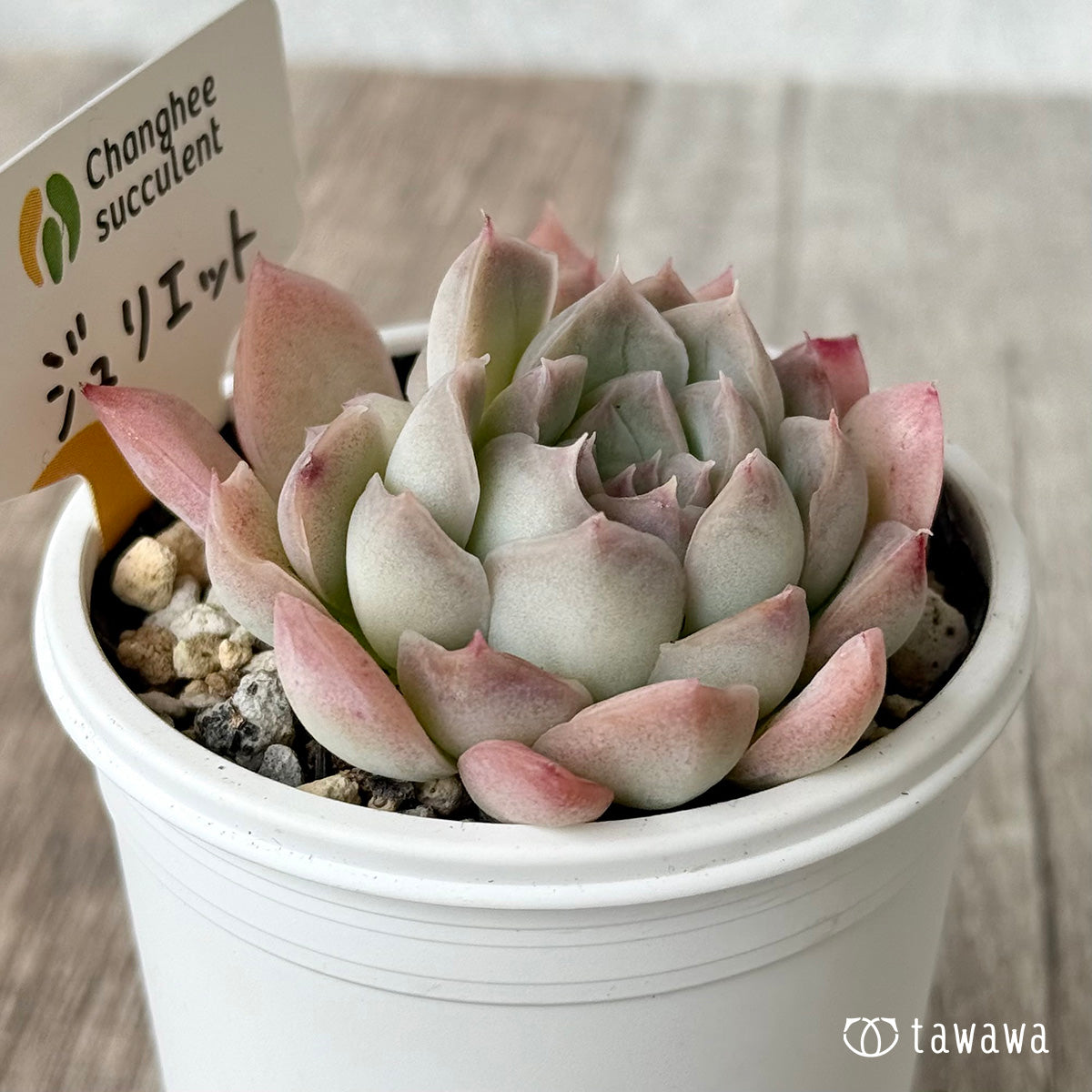 ジュリエット2(チャンヒー農園)【tawawaハウス苗】