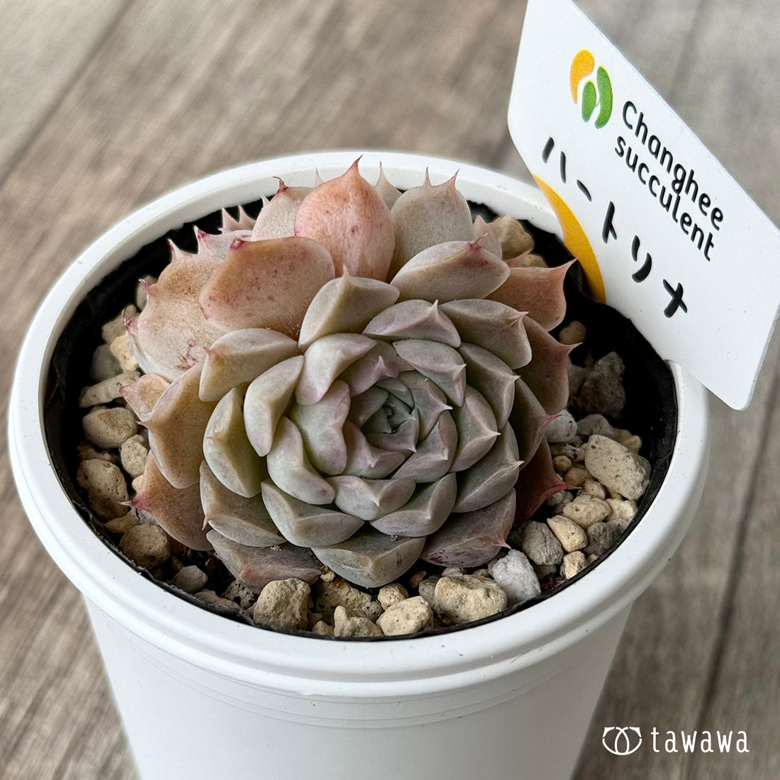 ハートリナ2(チャンヒー農園)【tawawaハウス苗】