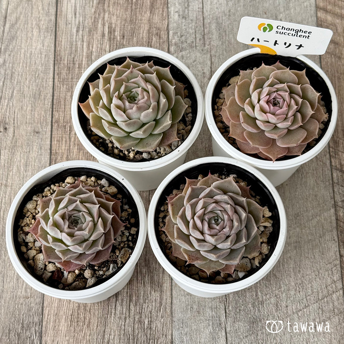 ハートリナ1(チャンヒー農園)【tawawaハウス苗】