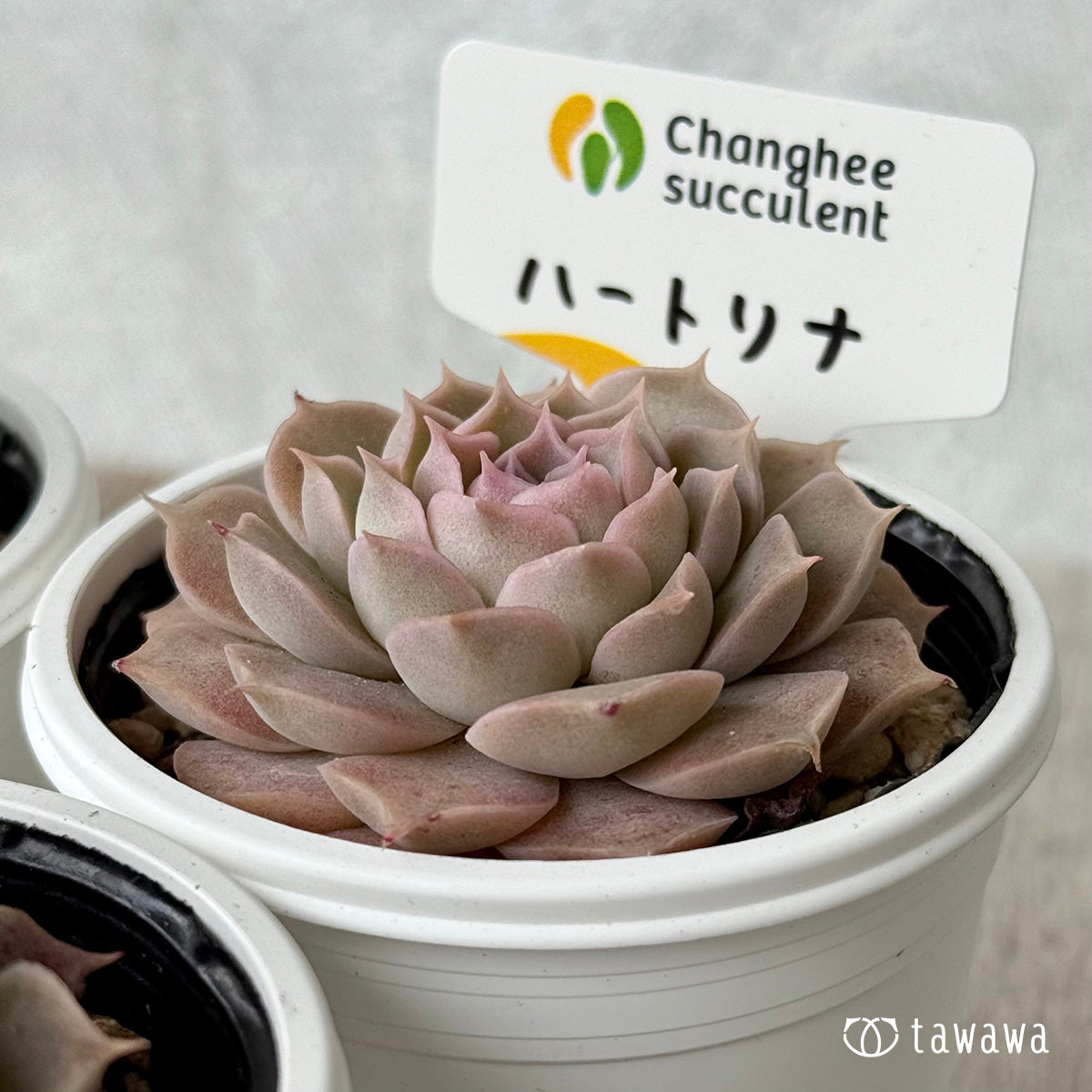 ハートリナ1(チャンヒー農園)【tawawaハウス苗】