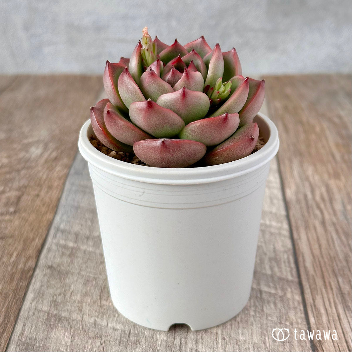 New Arrival* Hongil