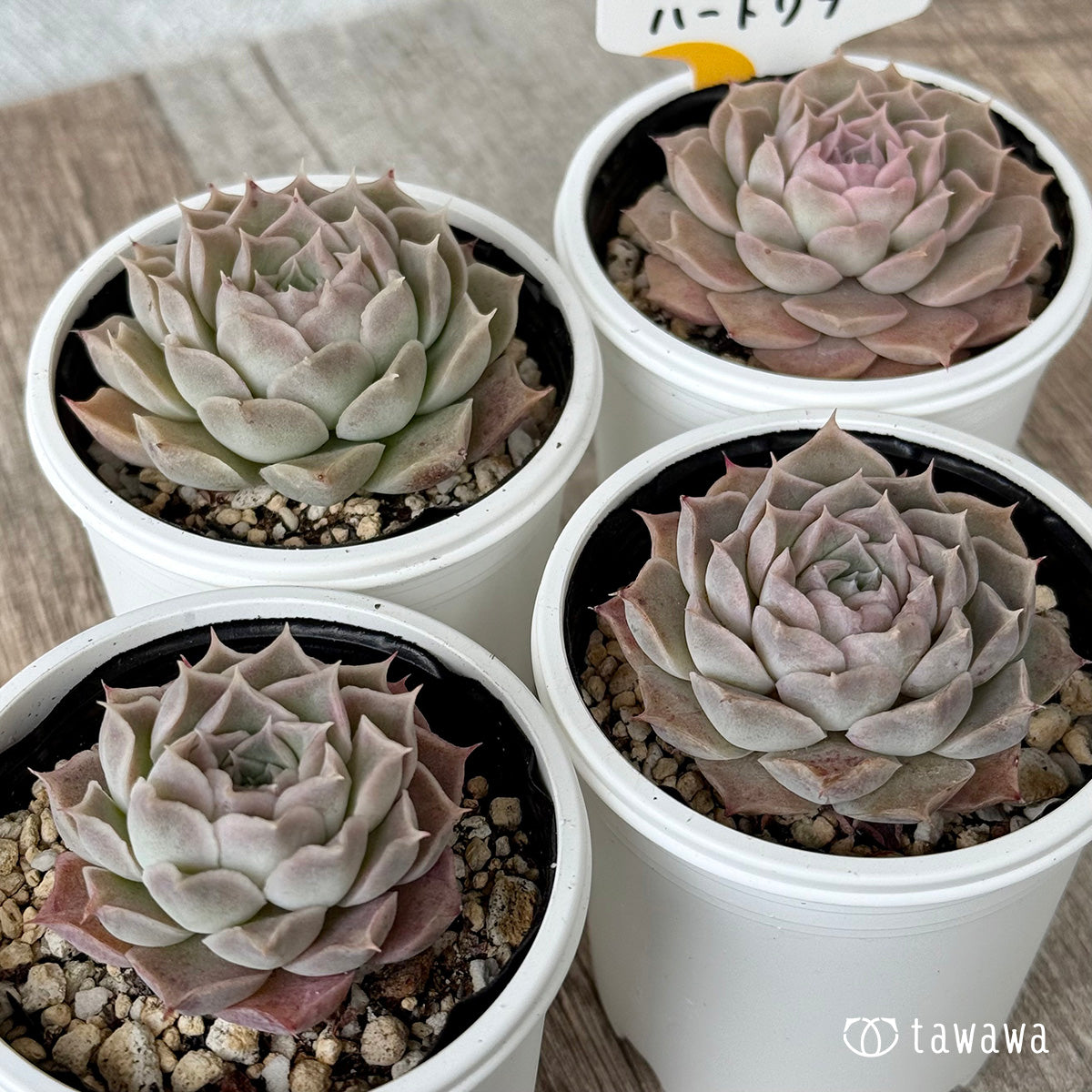 ハートリナ1(チャンヒー農園)【tawawaハウス苗】