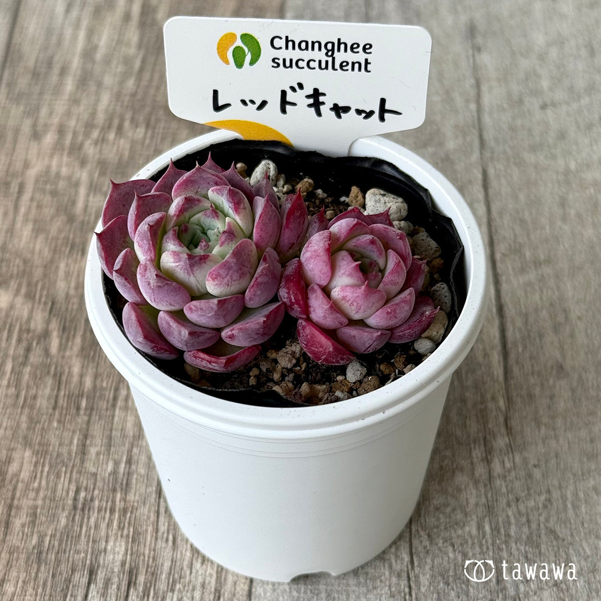 *新発売* レッドキャット1(チャンヒー農園)【tawawaハウス苗】