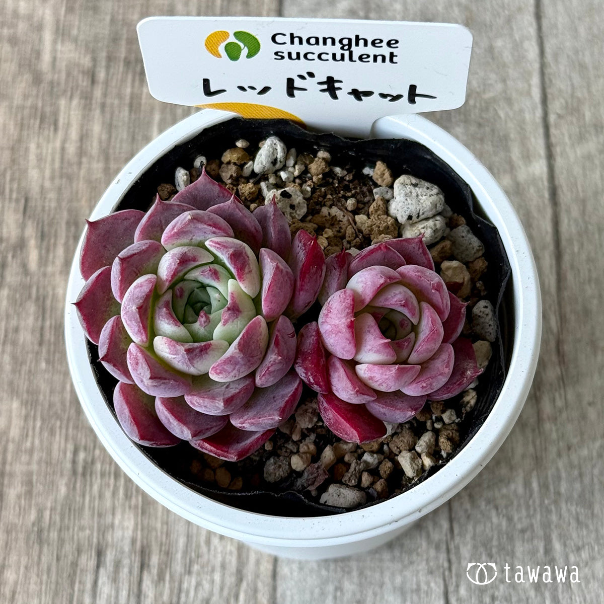 *新発売* レッドキャット1(チャンヒー農園)【tawawaハウス苗】