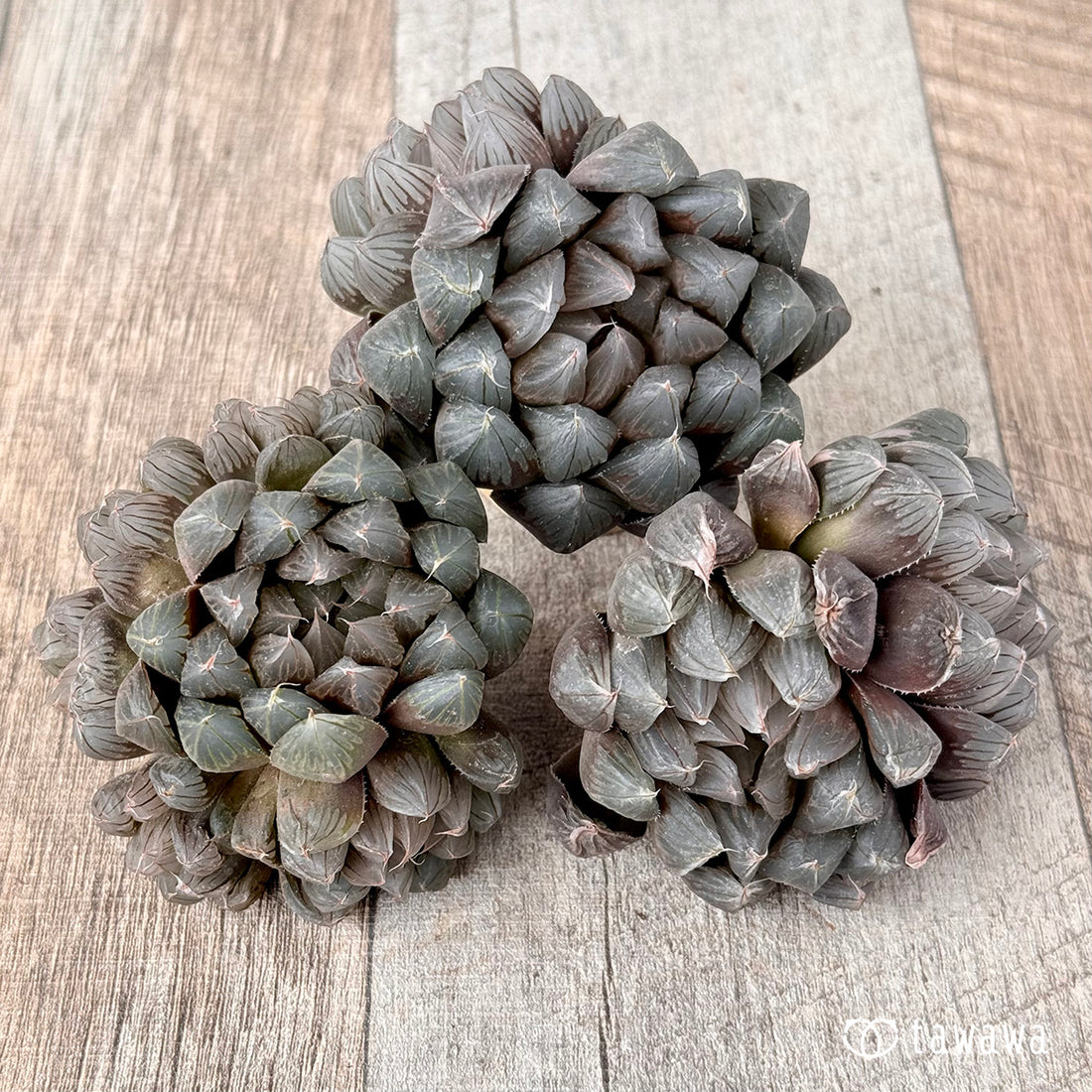 ブラックオブツーサ(チャンヒー農園苗)