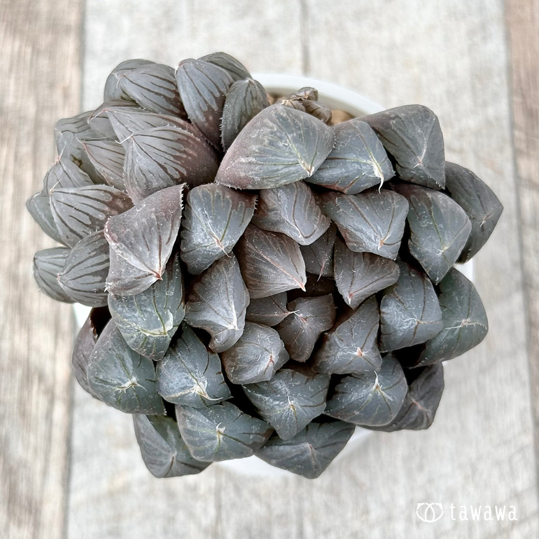 ブラックオブツーサ(チャンヒー農園苗)