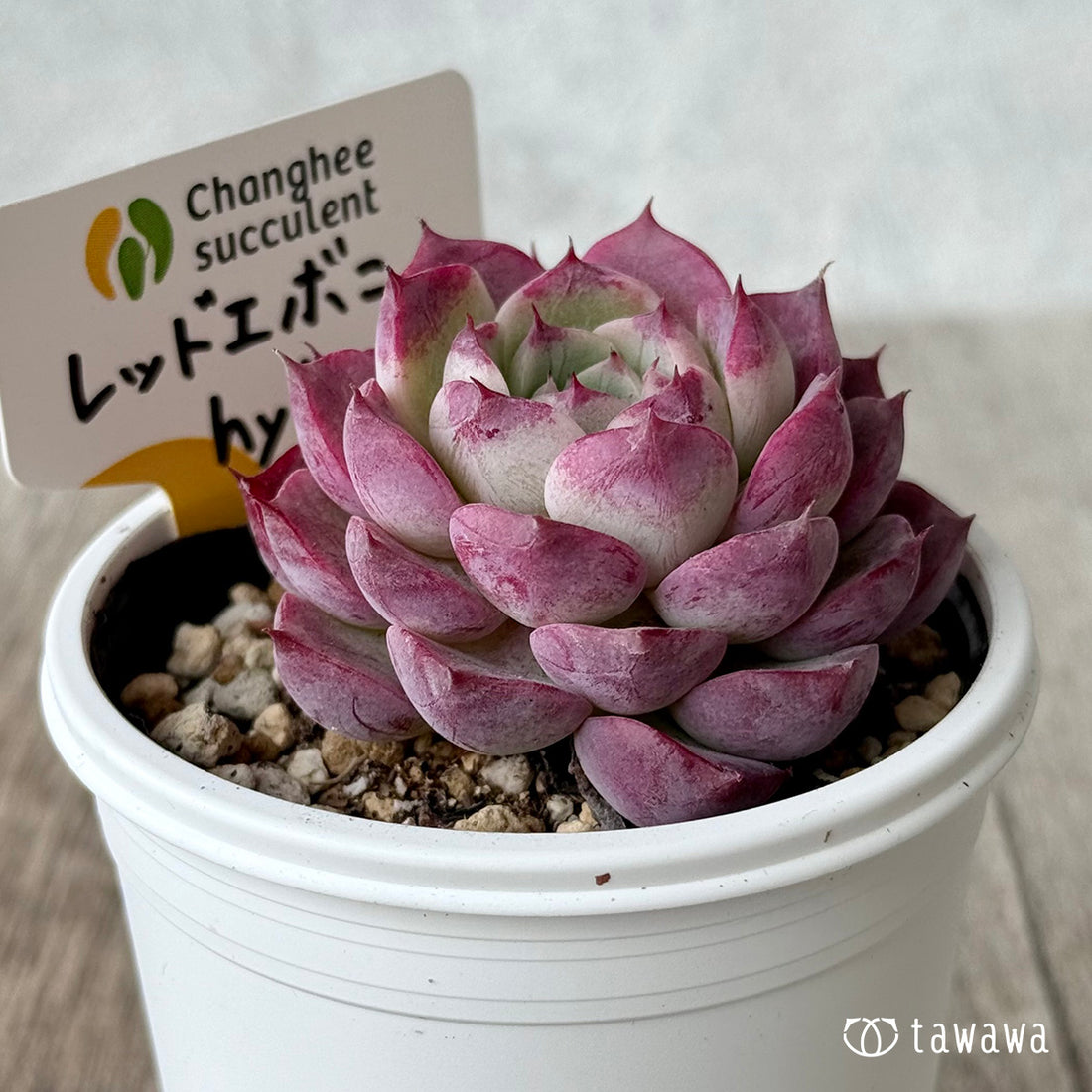 *新発売* レッドエボニーhyb(チャンヒー農園)【tawawaハウス苗】