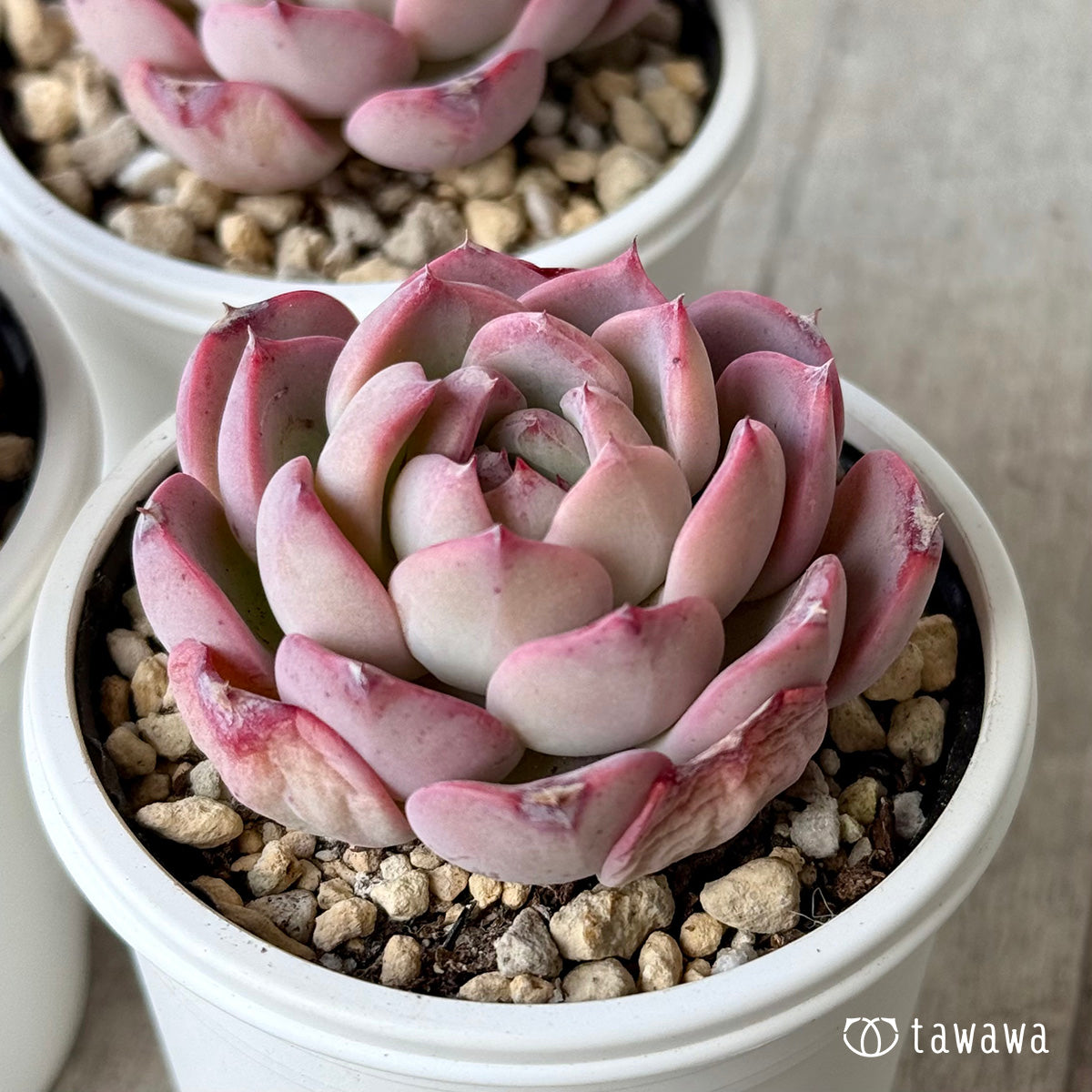 オーロラベリー1(チャンヒー農園)【tawawaハウス苗】