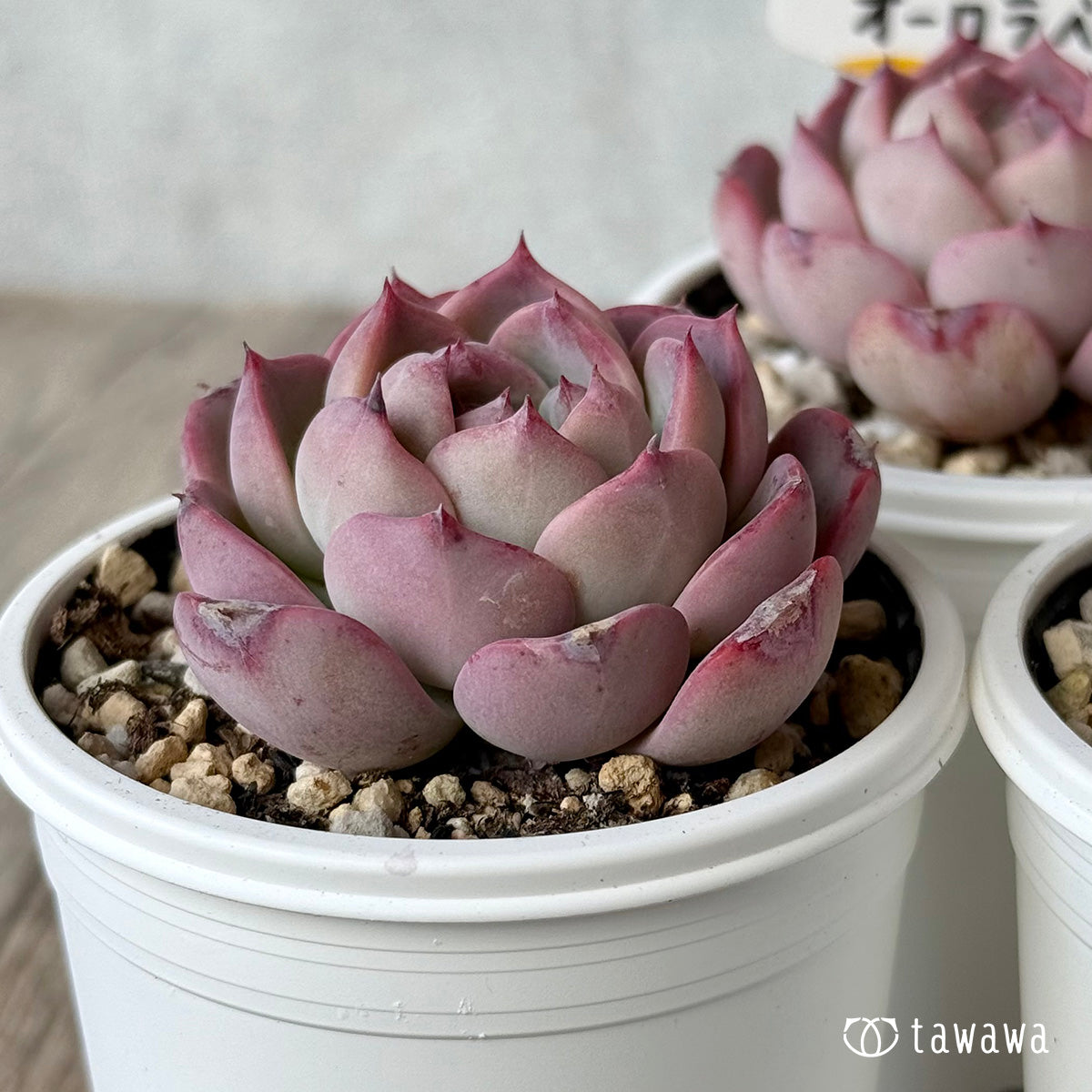 オーロラベリー1(チャンヒー農園)【tawawaハウス苗】