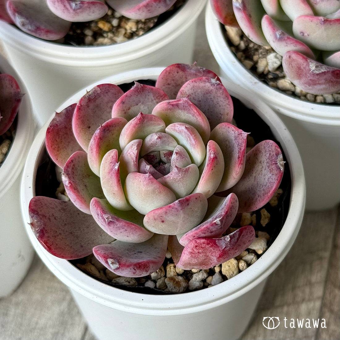 オーロラベリー2(チャンヒー農園)【tawawaハウス苗】