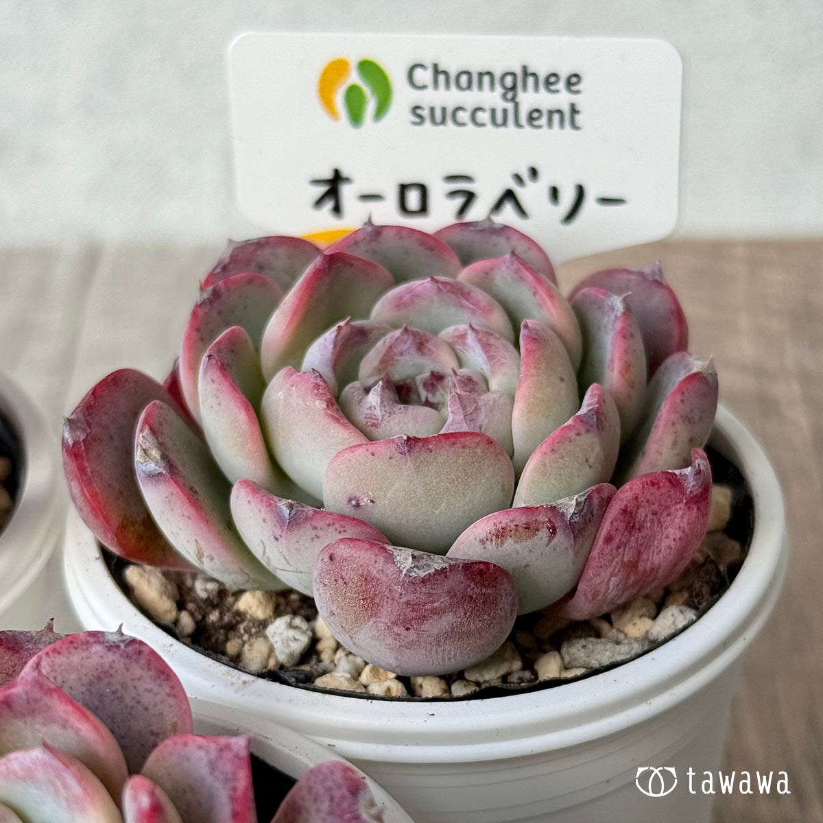 オーロラベリー2(チャンヒー農園)【tawawaハウス苗】