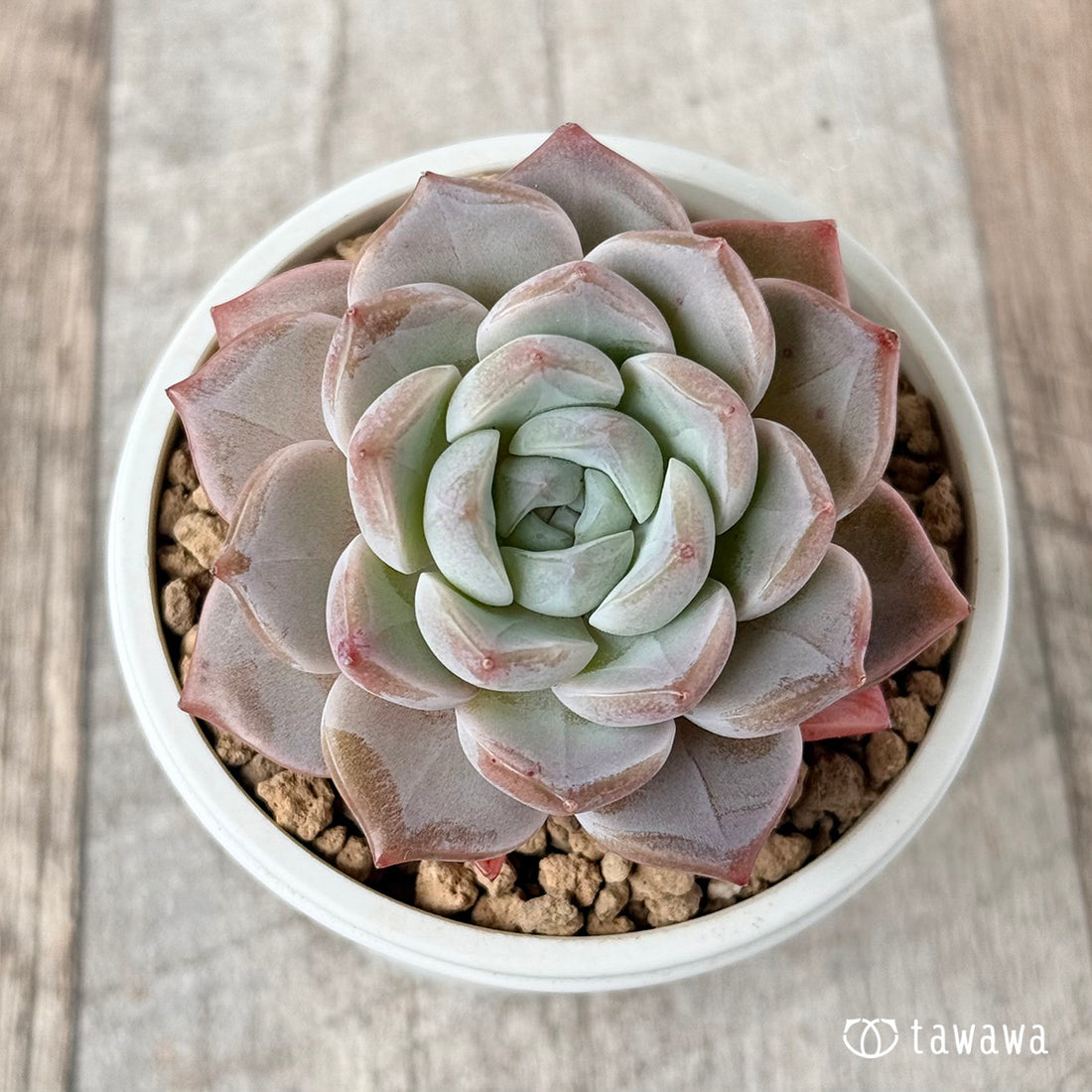 パープルレイン