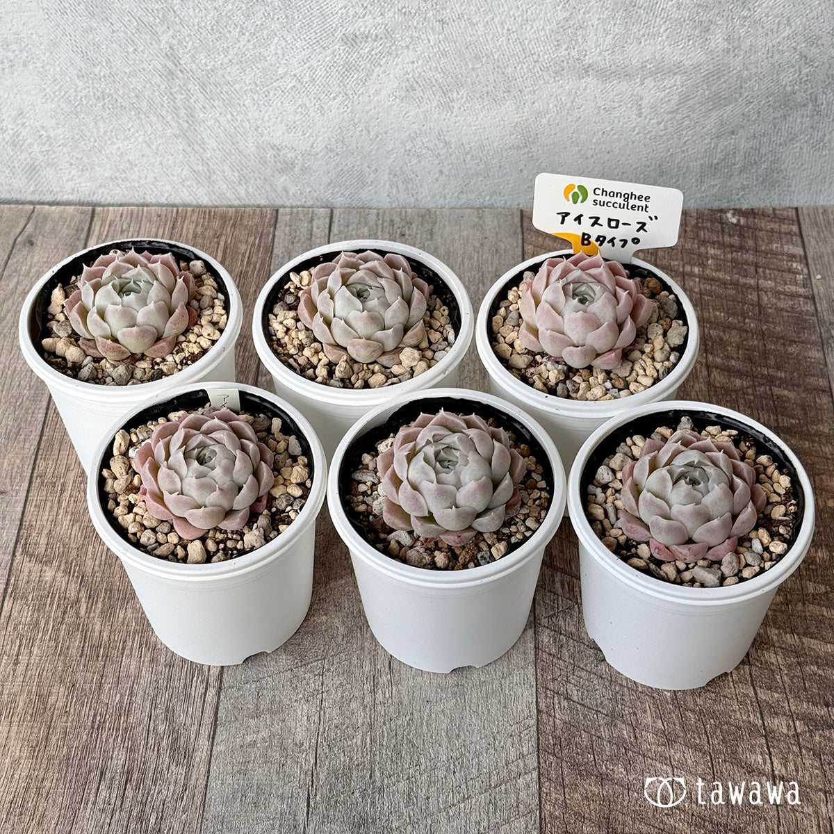 *新発売* アイスローズ【Bタイプ】1(チャンヒー農園)【tawawaハウス苗】