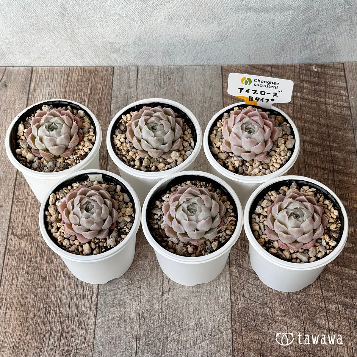 *新発売* アイスローズ【Bタイプ】1(チャンヒー農園)【tawawaハウス苗】