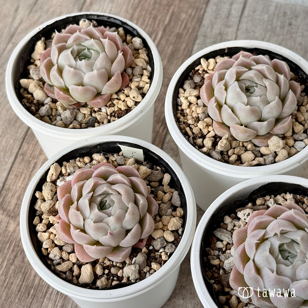 *新発売* アイスローズ【Bタイプ】1(チャンヒー農園)【tawawaハウス苗】