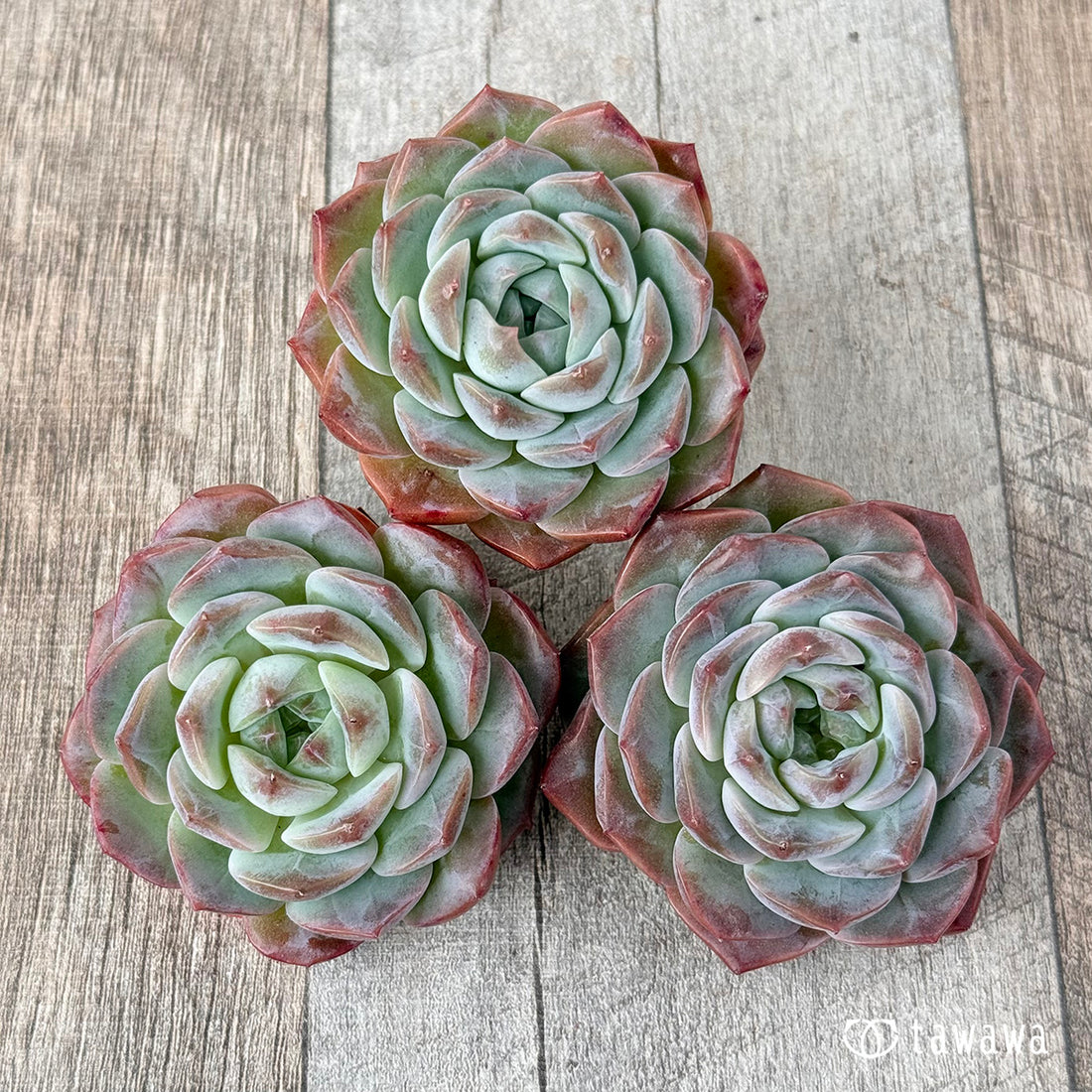 アルビファティマ