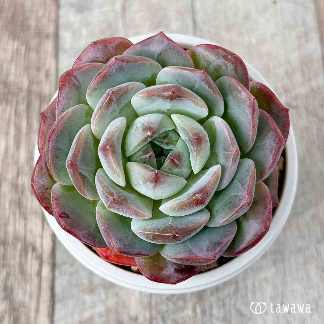 アルビファティマ