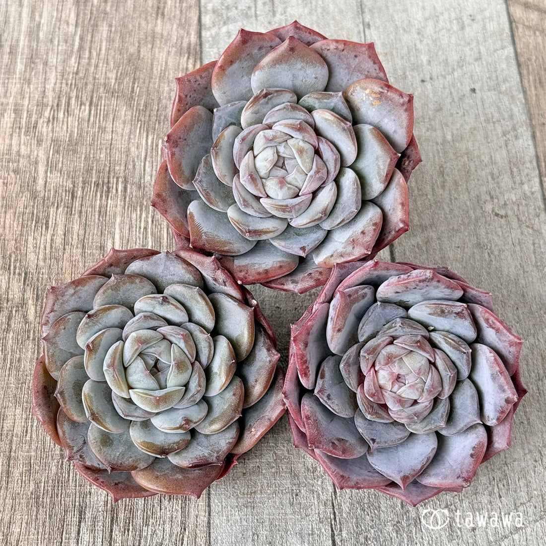 ピンクバービー