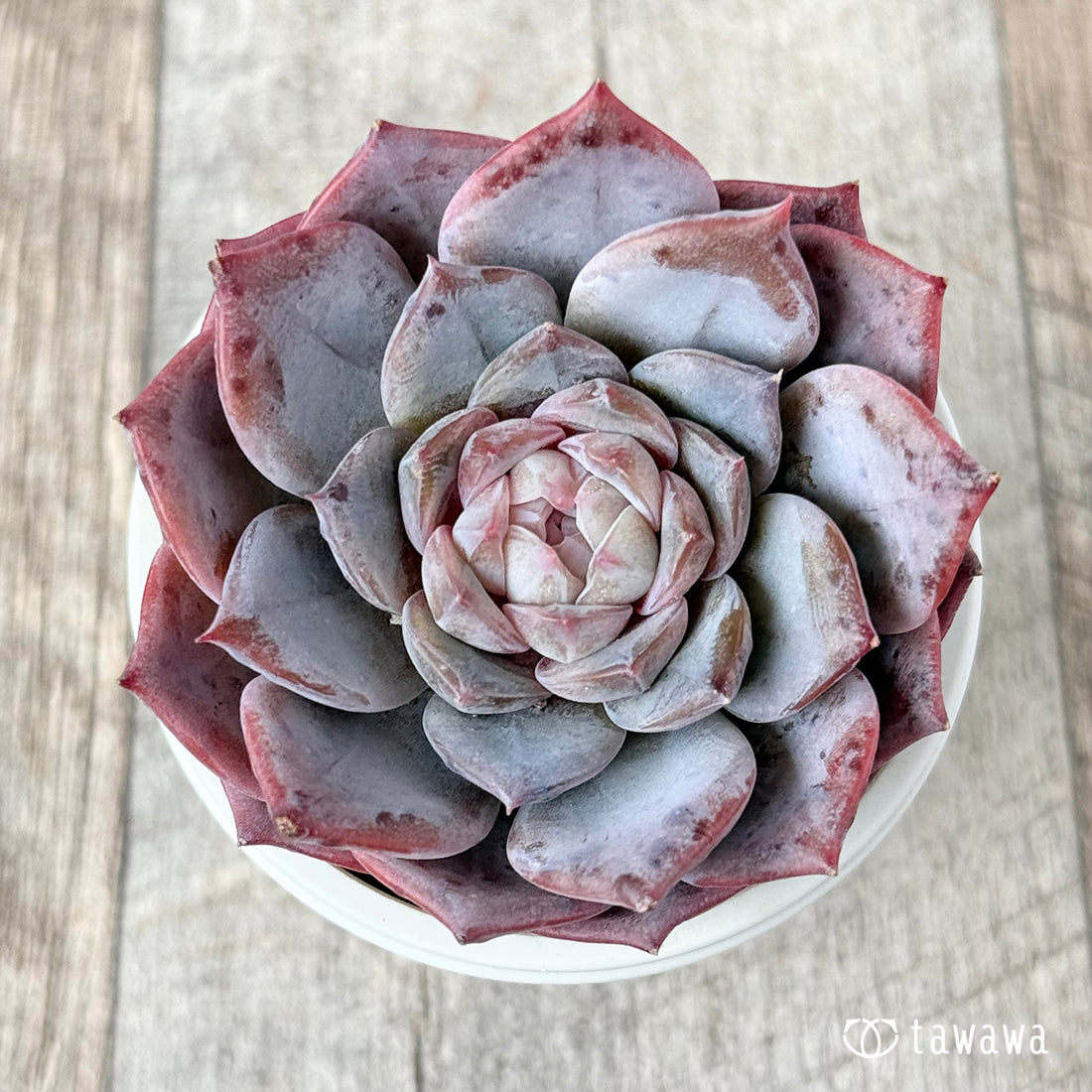 ピンクバービー